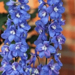 List of 50+ Flowers name in Marathi, English and Hindi With Pictures 55 Larkspur