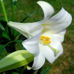 List of 50+ Flowers name in Marathi, English and Hindi With Pictures 8 Lily
