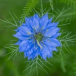 50 Beautiful Flowers Name in Urdu and English Pronunciation with Pictures 83 Love-in-a-mist