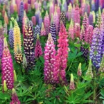 List of 50+ Flowers name in Marathi, English and Hindi With Pictures 56 Lupine