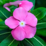 Madagascar Periwinkle