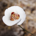 Mariposa Lily