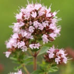 100 Flower names in Sanskrit, English and Hindi With Pictures 65 Marjoram