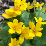 Marsh Marigold