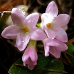 100 Flower names in Sanskrit, English and Hindi With Pictures 74 Mayflower