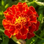 100 Flower names in Sanskrit, English and Hindi With Pictures 82 Mexican Marigold