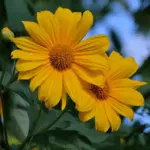 Mexican Sunflower