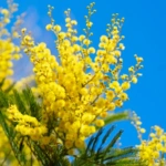 List of 50+ Flowers name in Marathi, English and Hindi With Pictures 57 Mimosa flower