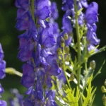 Monkshood