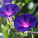 List of 50+ Flowers name in Marathi, English and Hindi With Pictures 20 Morning Glory