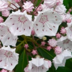 Mountain Laurel