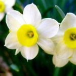 Introducing 60+ Unique flowers name in Gujarati 70 Narcissus
