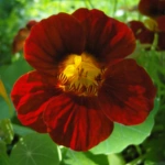 List of 50+ Flowers name in Marathi, English and Hindi With Pictures 58 Nasturtium