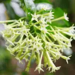 Night-Blooming Jasmine