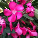 List of 50+ Flowers name in Marathi, English and Hindi With Pictures 22 Oleander
