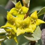 100 Flower names in Sanskrit, English and Hindi With Pictures 53 Oleaster