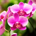 List of 50+ Flowers name in Marathi, English and Hindi With Pictures 11 Orchid
