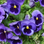 List of 50+ Flowers name in Marathi, English and Hindi With Pictures 33 Pansy