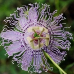 100 Flower names in Sanskrit, English and Hindi With Pictures 91 Passion Fruit Flower