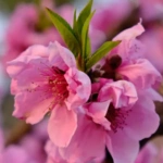 100 Flower names in Sanskrit, English and Hindi With Pictures 86 Peach Blossom