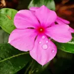 List of 50+ Flowers name in Marathi, English and Hindi With Pictures 19 Periwinkle (Sadabahar)