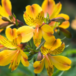 Peruvian Lily