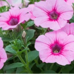 List of 50+ Flowers name in Marathi, English and Hindi With Pictures 26 Petunia