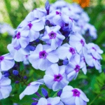 Introducing 60+ Unique flowers name in Gujarati 42 Phlox
