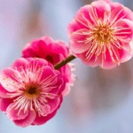 100 Flower names in Sanskrit, English and Hindi With Pictures 83 Plum Blossom