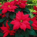 List of 50+ Flowers name in Marathi, English and Hindi With Pictures 59 Poinsettia