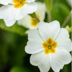 List of 50+ Flowers name in Marathi, English and Hindi With Pictures 60 Primrose