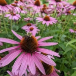 Purple Coneflower