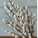 Pussy Willow
