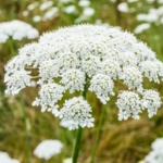 Queen Anne’s Lace