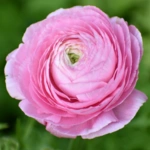 List of 50+ Flowers name in Marathi, English and Hindi With Pictures 61 Ranunculus