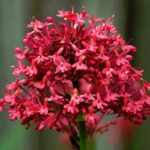 Red Valerian