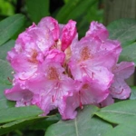 List of 50+ Flowers name in Marathi, English and Hindi With Pictures 62 Rhododendron