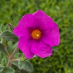Rock Rose