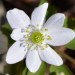 Rue Anemone