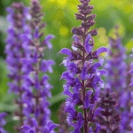 List of 50+ Flowers name in Marathi, English and Hindi With Pictures 63 Salvia