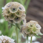 List of 50+ Flowers name in Marathi, English and Hindi With Pictures 64 Scabiosa