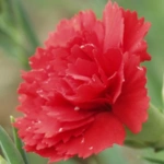 100 Flower names in Sanskrit, English and Hindi With Pictures 89 Scarlet Carnation