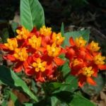 Scarlet Milkweed