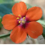 Scarlet Pimpernel