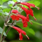 Introducing 60+ Unique flowers name in Gujarati 79 Sage