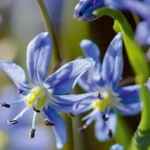 50 Beautiful Flowers Name in Urdu and English Pronunciation with Pictures 62 Scilla