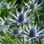 Sea Holly