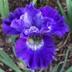 List of 50+ Flowers name in Marathi, English and Hindi With Pictures 53 Iris