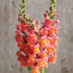 List of 50+ Flowers name in Marathi, English and Hindi With Pictures 35 Snapdragon
