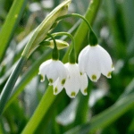 List of 50+ Flowers name in Marathi, English and Hindi With Pictures 38 Snowdrop